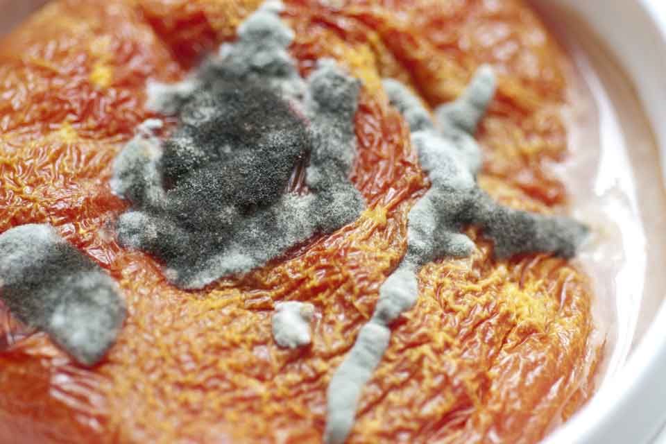 mold on pizza